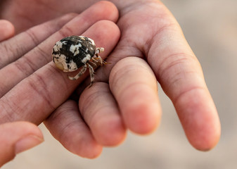 small crab in children's palms