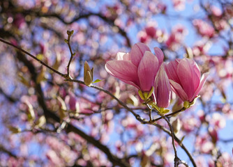 Magnolia flowers on the blue background