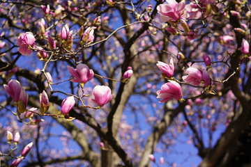 Magnolia flowers on the blue background