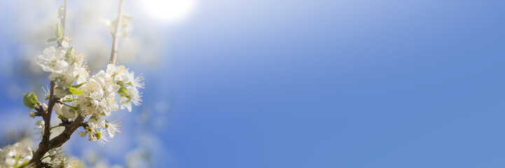 Panorama of beautiful cherry blossom in the left corner in the spring in front of blue sky with sunshine
