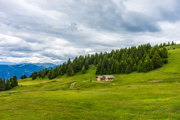 Fototapeta na wymiar Alpe di Siusi, Seiser Alm with Sassolungo Langkofel Dolomite, a close up of a lush green field