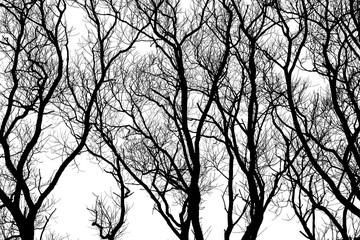 Trees Branches Silhouette