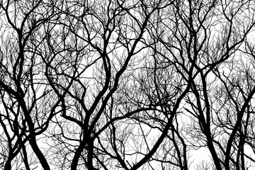 Trees Branches Silhouette