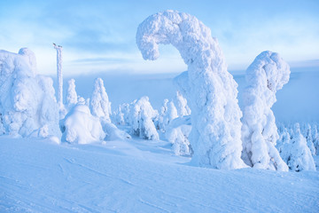 Beautiful winter landscape with snow-covered trees. Mountain Ruka Finland Lapland.