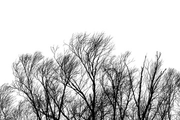 Trees Branches Silhouette