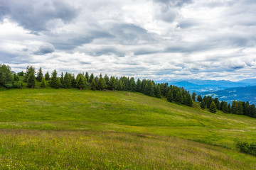 Fototapeta na wymiar Alpe di Siusi, Seiser Alm with Sassolungo Langkofel Dolomite, a close up of a lush green field