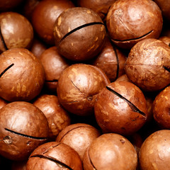 Ripe macadamia nuts close up.