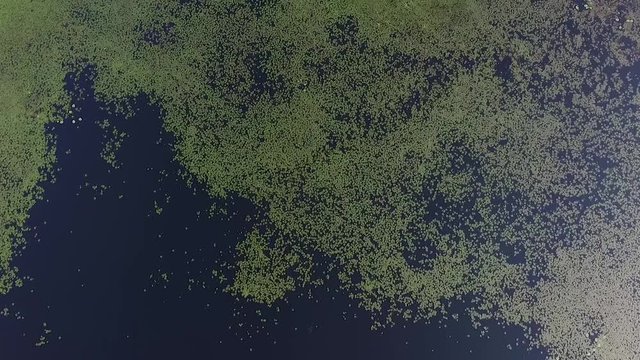 Water caltrop, chestnut, buffalo nut, bat nut, devil pod, ling nut, lin kok, ling kio nut, mustache nut, singhada in lake Pokrata in summer