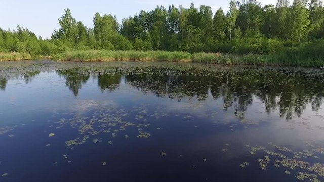 Water caltrop, chestnut, buffalo nut, bat nut, devil pod, ling nut, lin kok, ling kio nut, mustache nut, singhada in lake Pokrata in summer