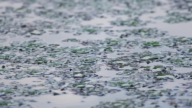 Water caltrop, chestnut, buffalo nut, bat nut, devil pod, ling nut, lin kok, ling kio nut, mustache nut, singhada in lake Pokrata in summer