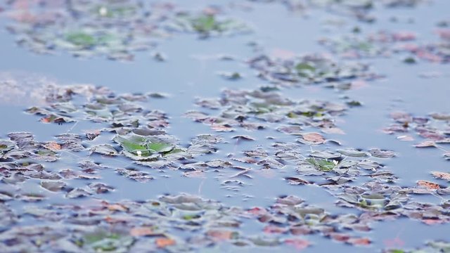 Water caltrop, chestnut, buffalo nut, bat nut, devil pod, ling nut, lin kok, ling kio nut, mustache nut, singhada in lake Pokrata in summer