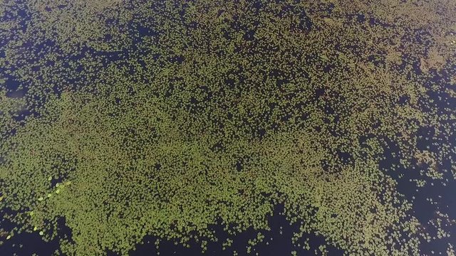 Water caltrop, chestnut, buffalo nut, bat nut, devil pod, ling nut, lin kok, ling kio nut, mustache nut, singhada in lake Pokrata in summer