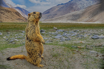 Himalayan Marmot and nature