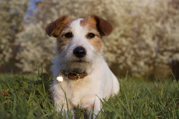 PORTRAIT JACK RUSSELL DOG LYING ON GRASS AGAINST DEFOCUSED  SPRING FLOWERS BACKGROUND.