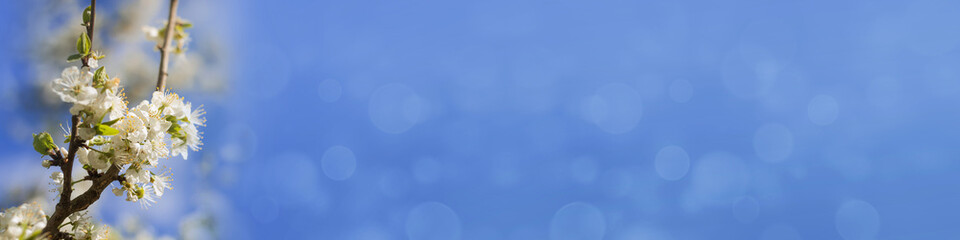 Cherry blossom in the left corner in the spring in front of blue sky with soft Bokeh