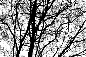 Trees Branches Silhouette