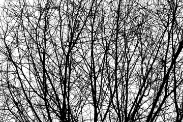 Trees Black and White Texture