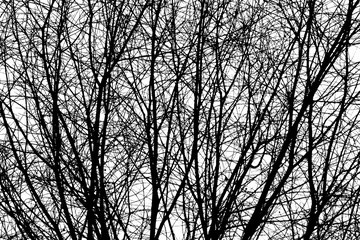 Trees Branches Silhouette