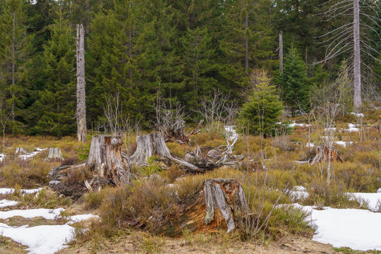 Gesch&auml;digte B&auml;ume im Schwarzwald