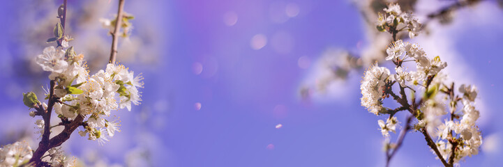 Softcolor of beautiful pink sakura left and right side in spring with bokeh