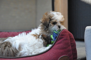 Hundewelpe #9