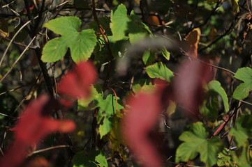 Herbst