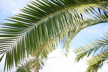 Fototapeta premium Green leaf of tropical palm tree outside