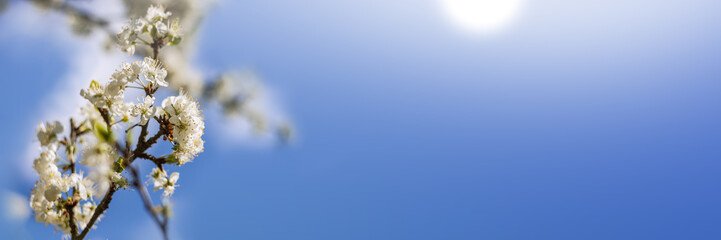 Panorama of beautiful cherry blossom in the left corner in the spring in front of blue sky with sunshine on the right side