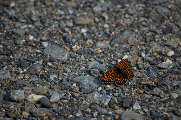 Schmetterling