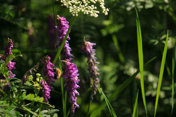 Blumen im Wald