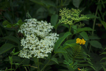 Holunderblüten