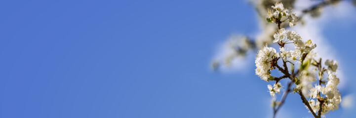 Panorama of beautiful cherry blossom in the right corner in the spring in front of blue sky