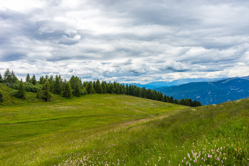 Alpe di Siusi, Seiser Alm with Sassolungo Langkofel Dolomite, a close up of a lush green field