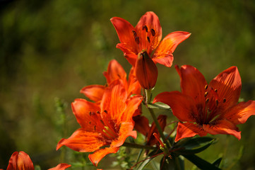 Fototapeta premium Feuerlilie