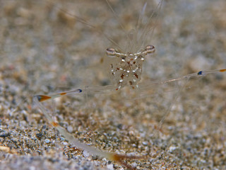 Underwater close-up photography of a red claw cuapetes shrimp.