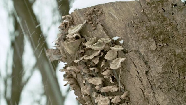 Fungus on Tree Stump with Snow Being Thrown