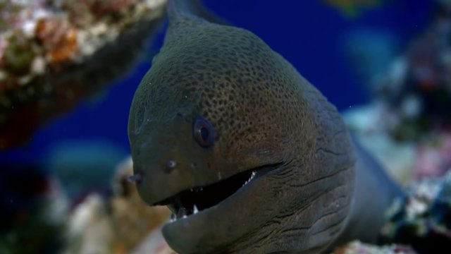 Giant moray  eel (Gymnothorax javanicus) is looking ionto the camera, Maldives, Indian Ocean, slow motion