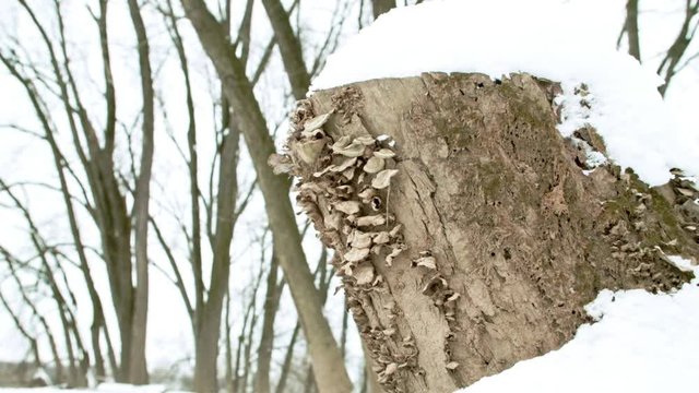 Fungus Growing on Snowy Tree Stump
