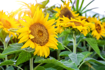 Yellow sunflowers grows on a stalk with green leaves. Close up