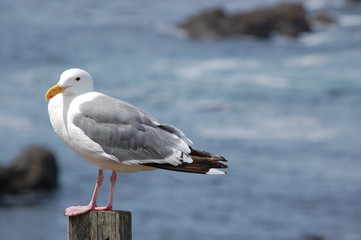 Fototapeta na wymiar Gull at the Ocean