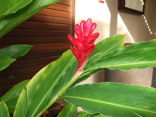 tropical flower