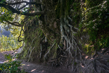 Tree with roots above the soil in Plitvice Lakes National Park, Croatia.