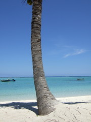 Palme am Strand