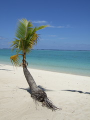 Palme am tropischen Strand