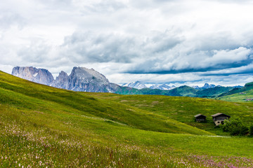 Alpe di Siusi, Seiser Alm with Sassolungo Langkofel Dolomite, a close up of a lush green field