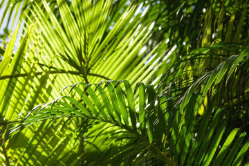 Fototapeta na wymiar tropical coconut palm leaves natural background