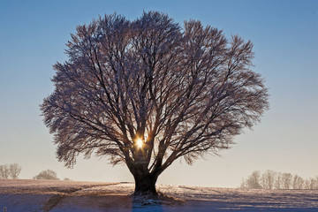 Baum im  Winter Sonnenaufgang