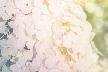 Macro photography of white hydrangea. Beautiful little flowers in bright sunlight. Soft selective focus. Fresh spring background with gently flowers blooming in garden, outdoor nature photography