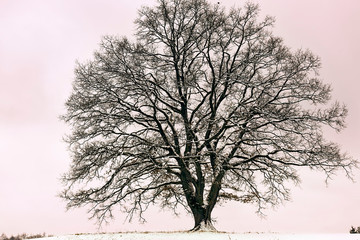 Baum im  Winter