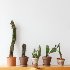Cactus in a clay pot on a wooden shelf against the background of a white wall.